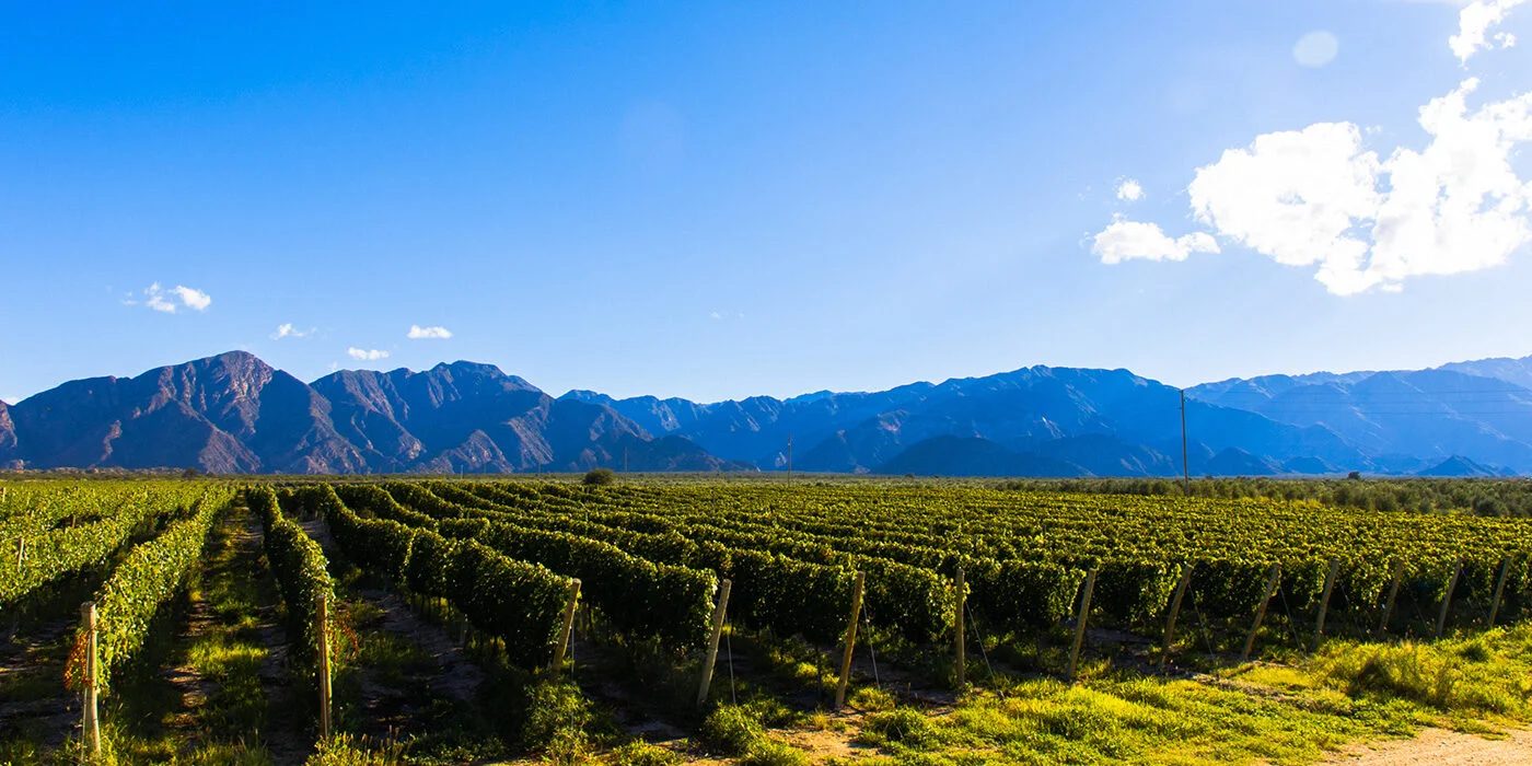 Viñedo de Vista Larga frente a las montañas del Valle de Huaco
